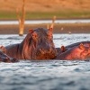 Hroch obojzivelny - Hippopotamus amphibius - Hippopotamus o0289